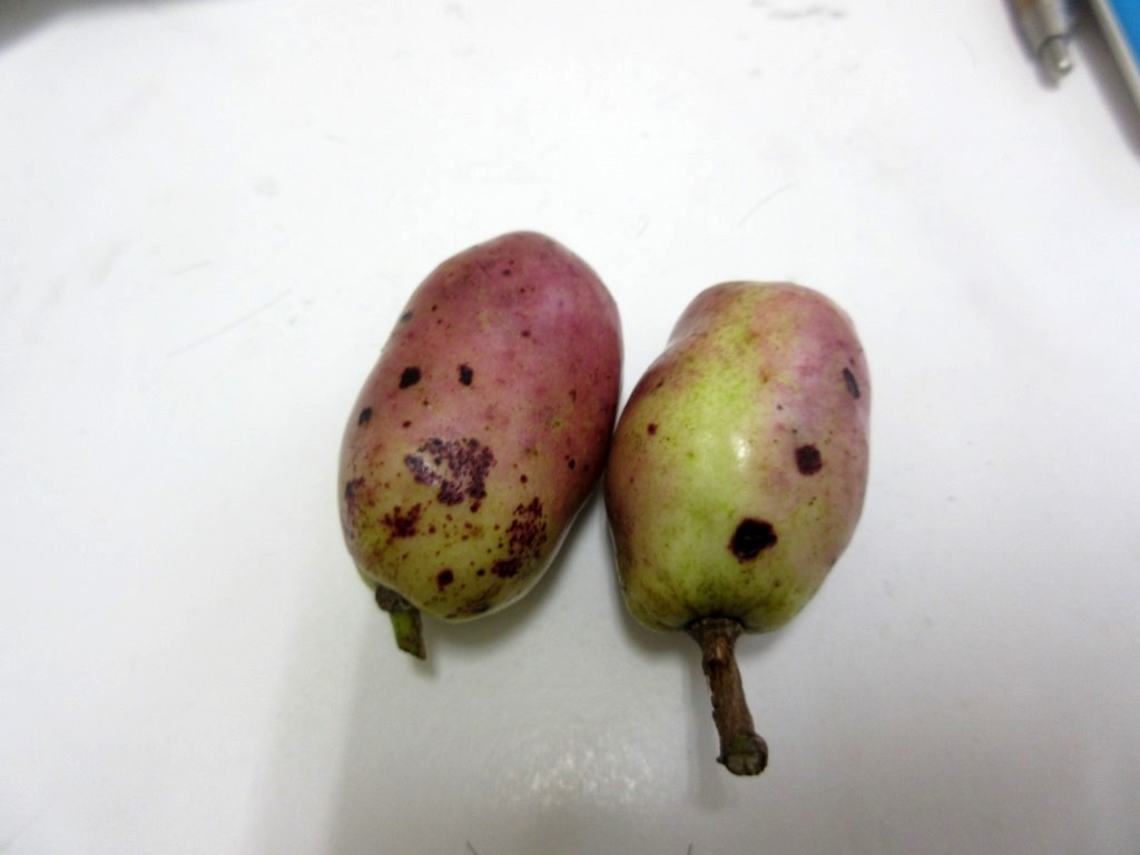 f:id:yagikatsuji:20151114200524j:plain f:id:yagikatsuji:20151114200524j:plain