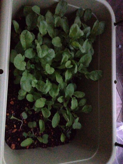 f:id:yahiho:20121005053746j:plain f:id:yahiho:20121005053746j:plain