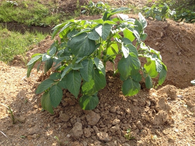 f:id:yahiho:20121010141149j:plain