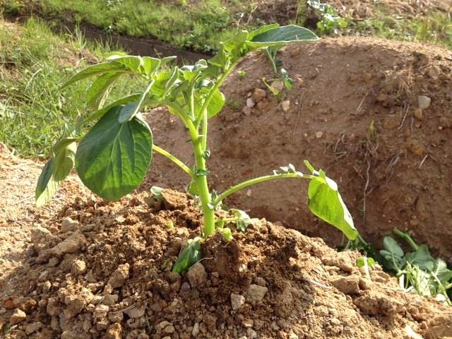 f:id:yahiho:20121010141810j:plain