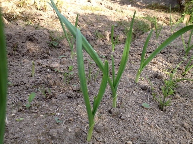 f:id:yahiho:20121010143156j:plain