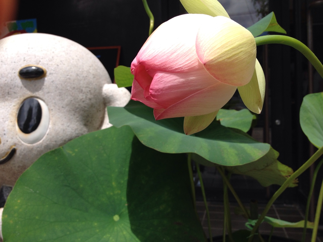 f:id:yakigashi-magoto:20140630233252j:plain f:id:yakigashi-magoto:20140630233252j:plain