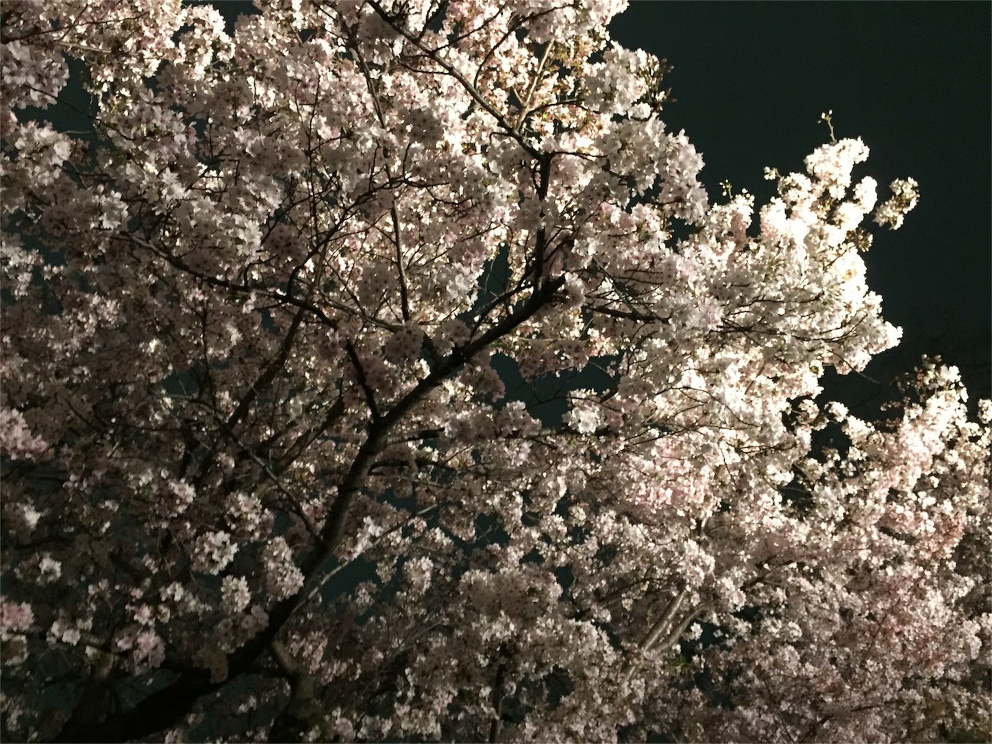 f:id:yama-sui:20160408233923j:image f:id:yama-sui:20160408233923j:image