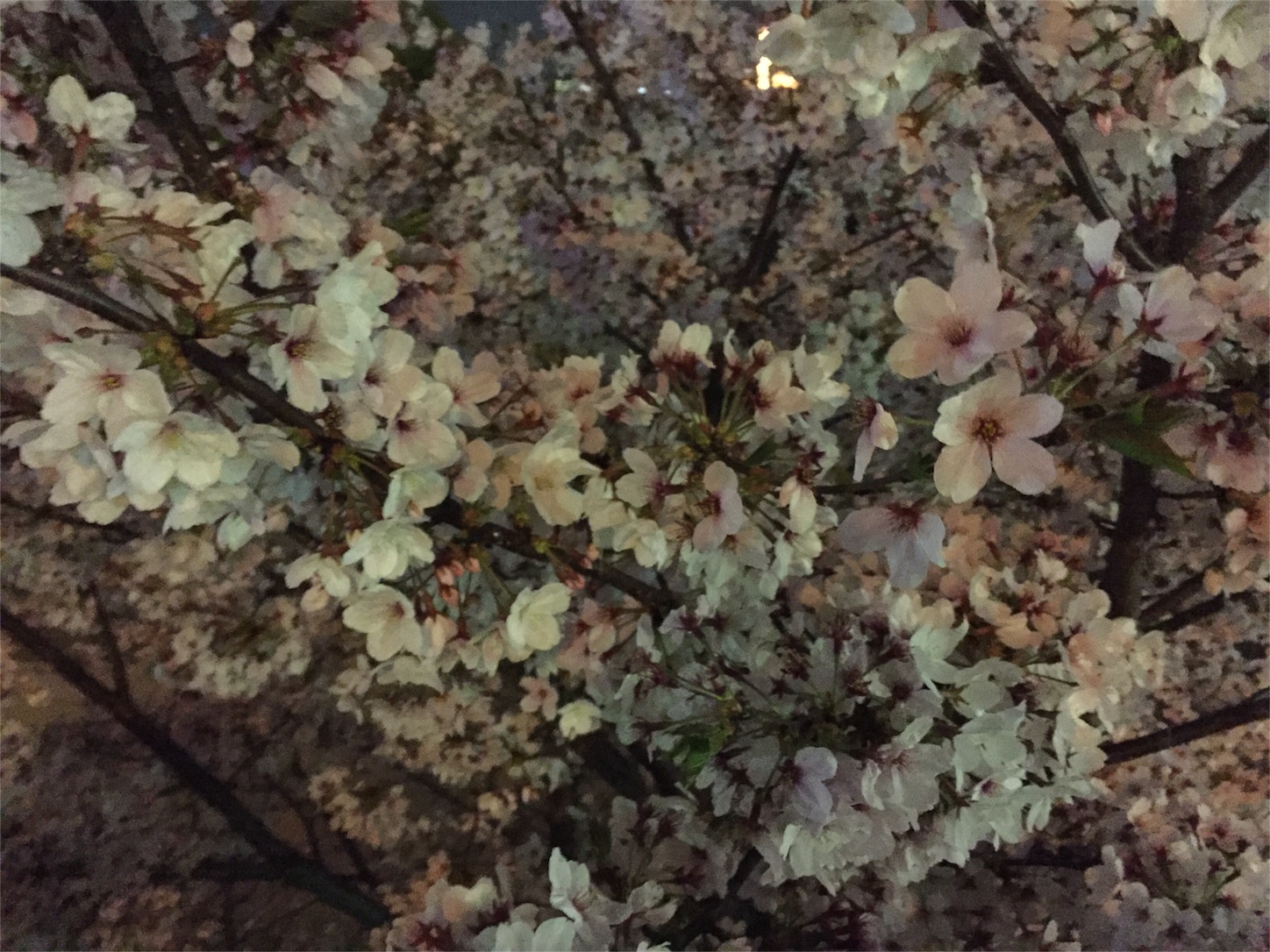 f:id:yama-sui:20160408234414j:image f:id:yama-sui:20160408234414j:image