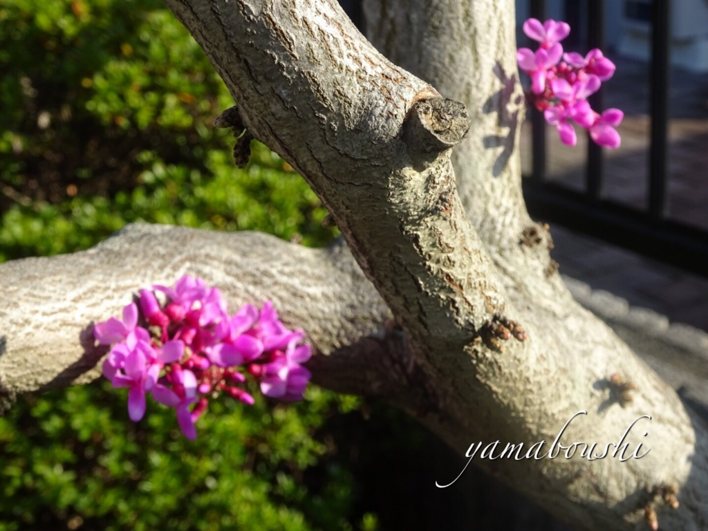 f:id:yamaboushitan:20151006082534j:plain f:id:yamaboushitan:20151006082534j:plain