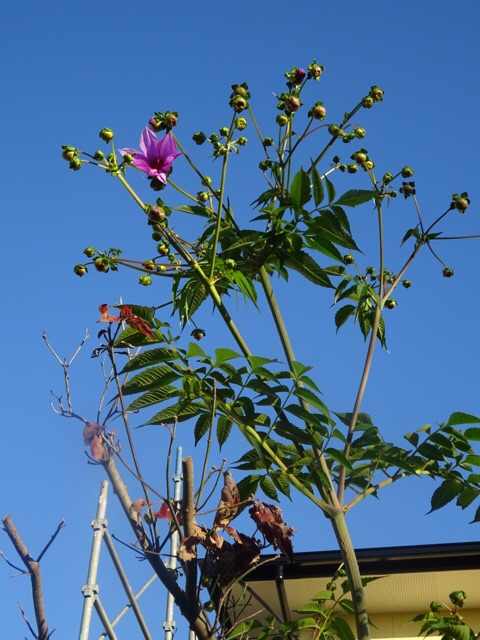 f:id:yamaboushitan:20151106072712j:plain f:id:yamaboushitan:20151106072712j:plain