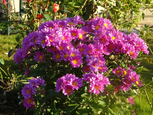 f:id:yamaboushitan:20151106072733j:plain f:id:yamaboushitan:20151106072733j:plain