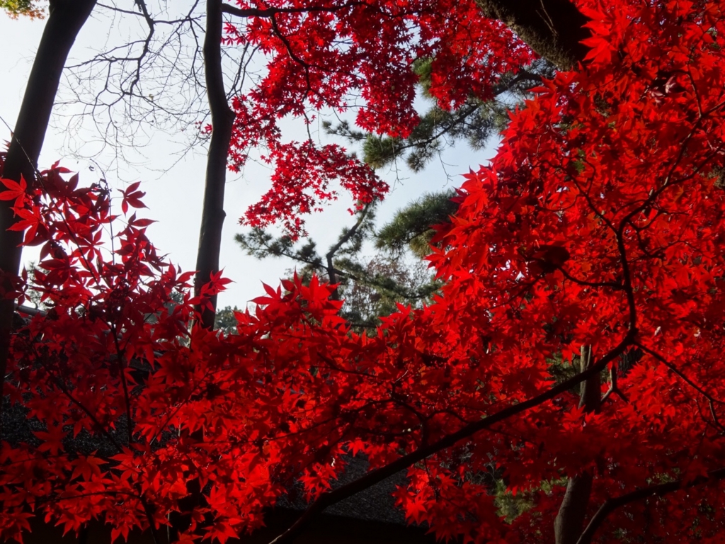 f:id:yamaboushitan:20151210172804j:plain f:id:yamaboushitan:20151210172804j:plain