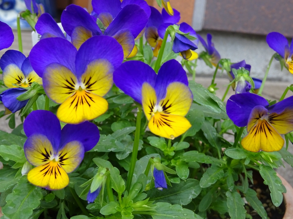 f:id:yamaboushitan:20151211180823j:plain f:id:yamaboushitan:20151211180823j:plain