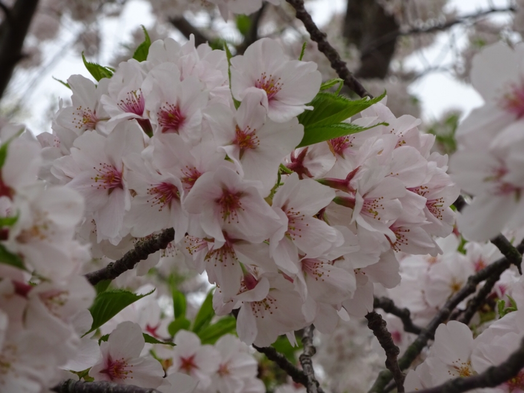 f:id:yamaboushitan:20160406214119j:plain f:id:yamaboushitan:20160406214119j:plain