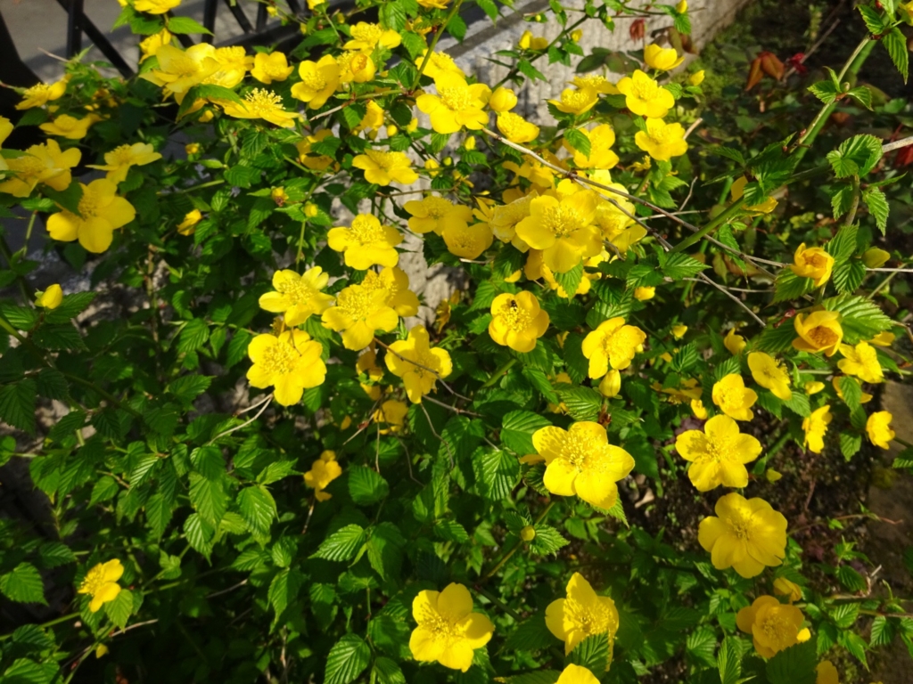 f:id:yamaboushitan:20160409180548j:plain f:id:yamaboushitan:20160409180548j:plain
