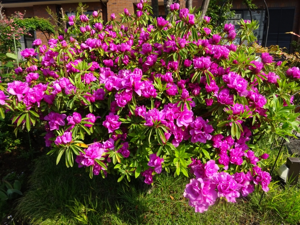 f:id:yamaboushitan:20160418195145j:plain f:id:yamaboushitan:20160418195145j:plain
