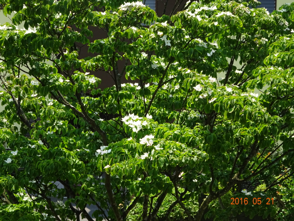 f:id:yamaboushitan:20160521160717j:plain f:id:yamaboushitan:20160521160717j:plain