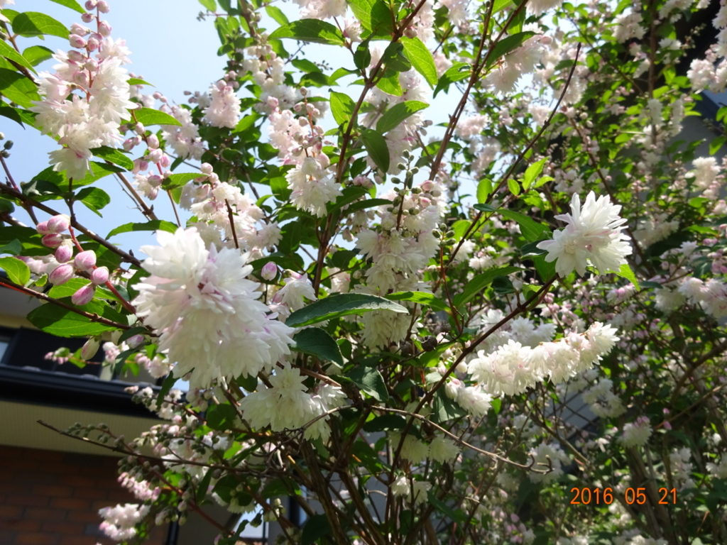 f:id:yamaboushitan:20160521160731j:plain f:id:yamaboushitan:20160521160731j:plain
