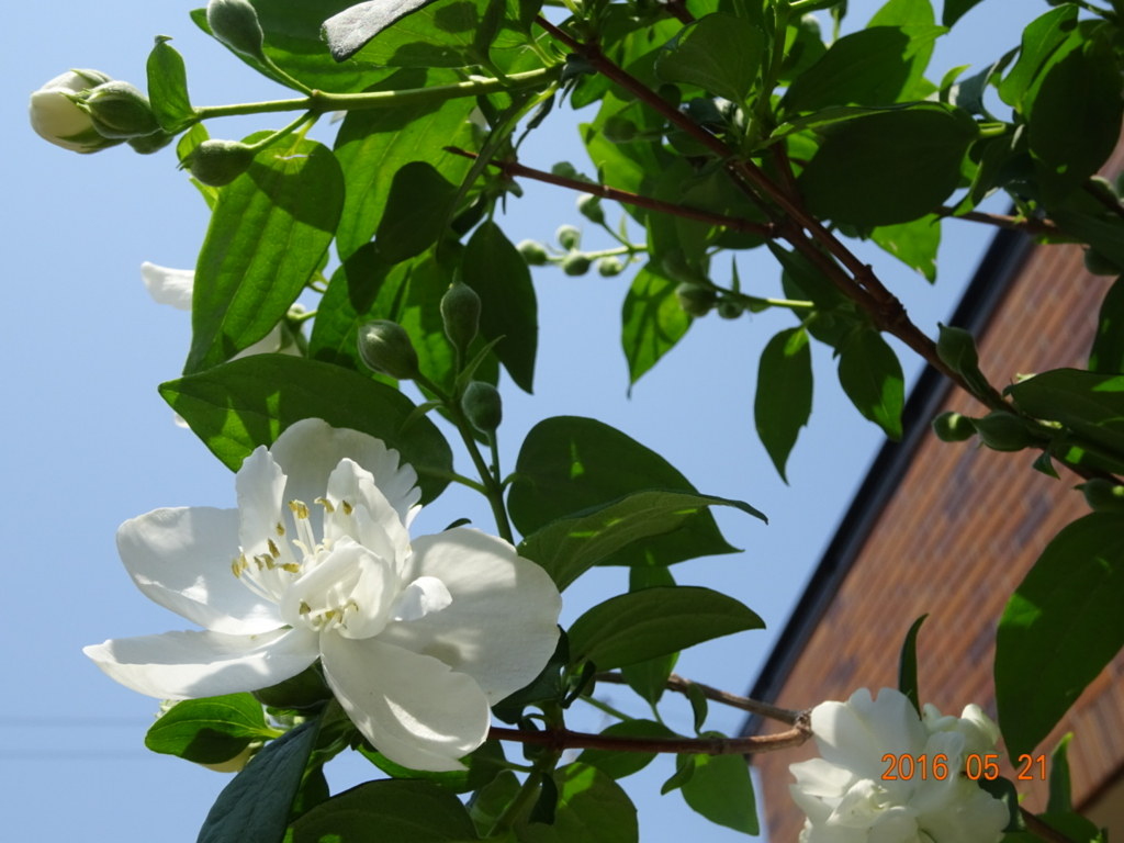 f:id:yamaboushitan:20160521160743j:plain f:id:yamaboushitan:20160521160743j:plain