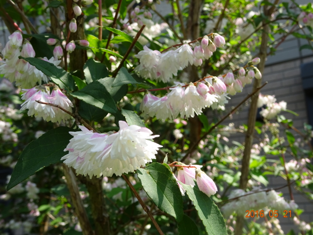 f:id:yamaboushitan:20160521161632j:plain f:id:yamaboushitan:20160521161632j:plain
