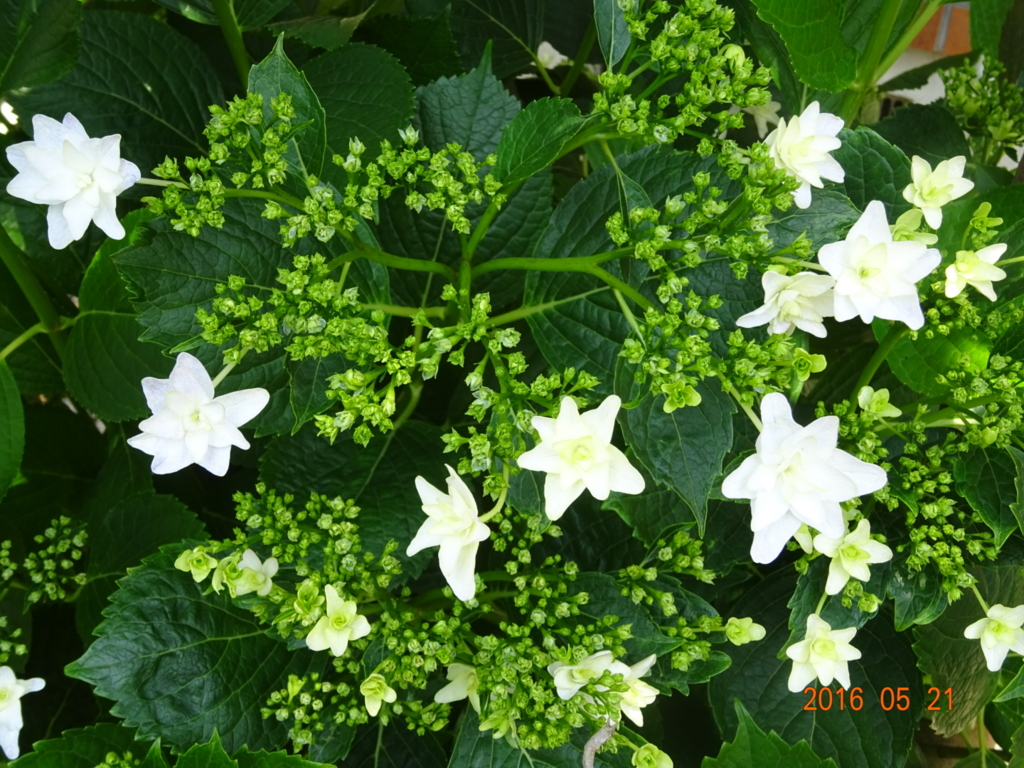 f:id:yamaboushitan:20160521165927j:plain f:id:yamaboushitan:20160521165927j:plain