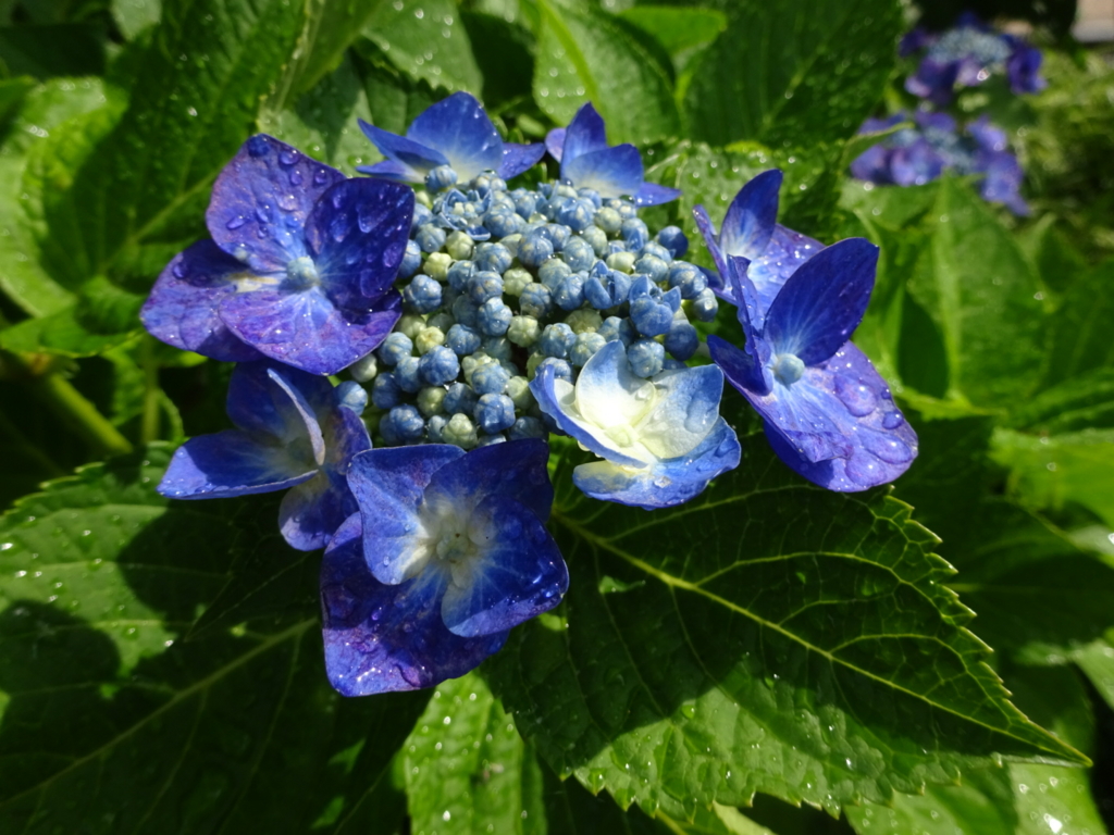 f:id:yamaboushitan:20160612094304j:plain f:id:yamaboushitan:20160612094304j:plain