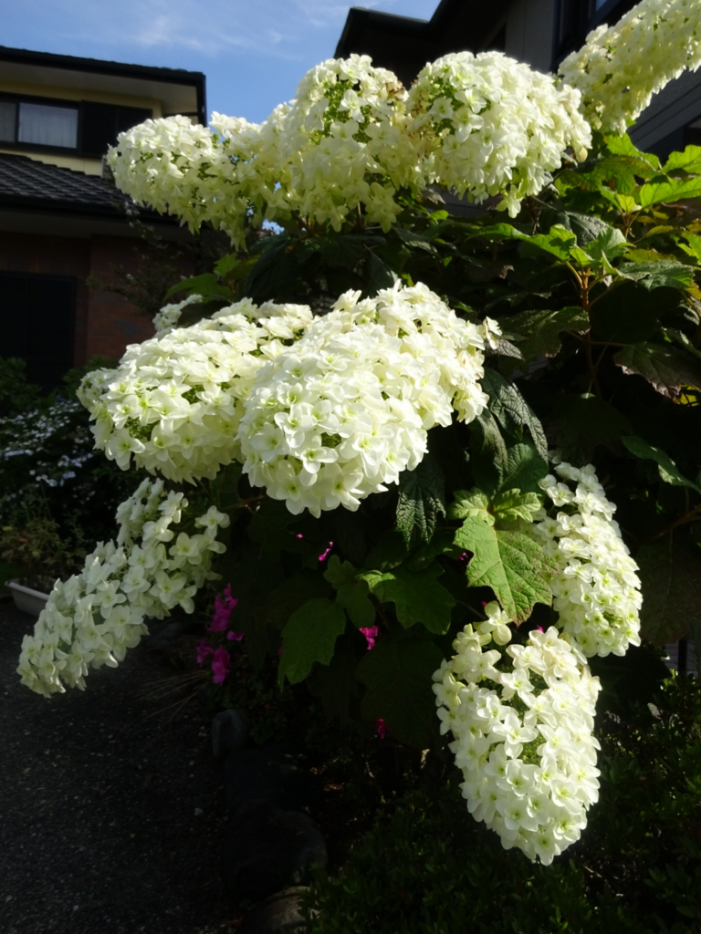 f:id:yamaboushitan:20160612094321j:plain f:id:yamaboushitan:20160612094321j:plain