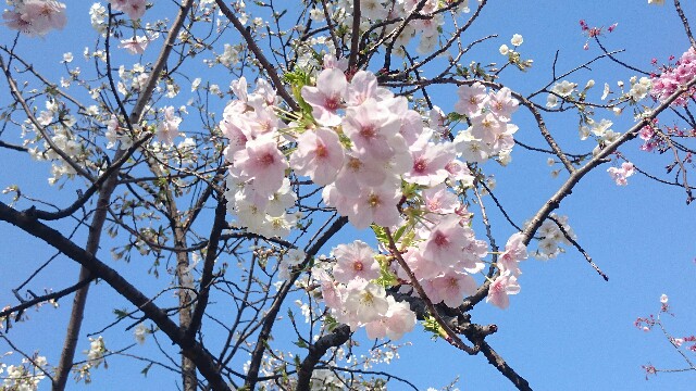 f:id:yamada-e:20160405112135j:image f:id:yamada-e:20160405112135j:image