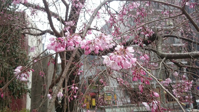 f:id:yamada-e:20160405113830j:image f:id:yamada-e:20160405113830j:image