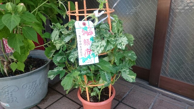 f:id:yamada-e:20160707093710j:image f:id:yamada-e:20160707093710j:image