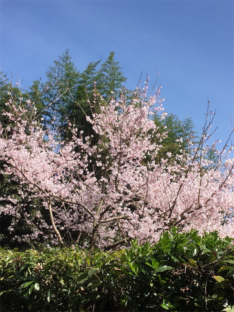 f:id:yamakuniaozora:20160526193907j:image f:id:yamakuniaozora:20160526193907j:image