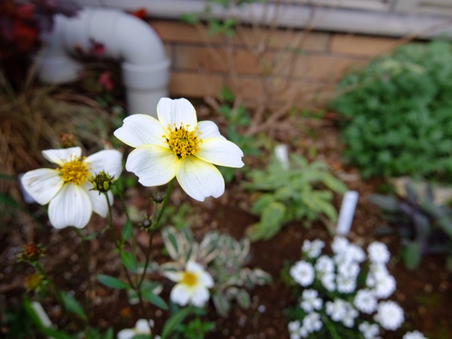 f:id:yamamotosystem:20131208140951j:plain f:id:yamamotosystem:20131208140951j:plain