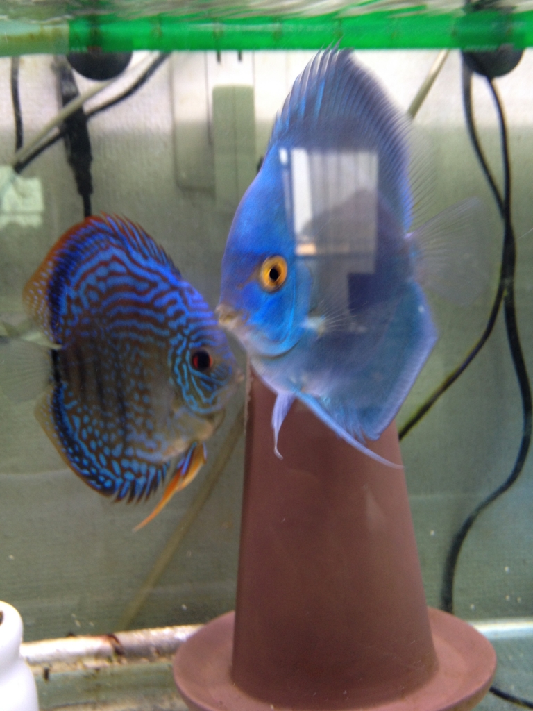 f:id:yamato1111:20160226163906j:plain f:id:yamato1111:20160226163906j:plain