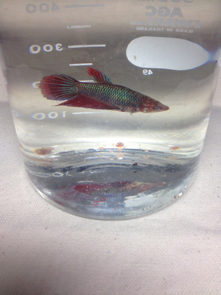 f:id:yamato1111:20160226172554j:plain f:id:yamato1111:20160226172554j:plain