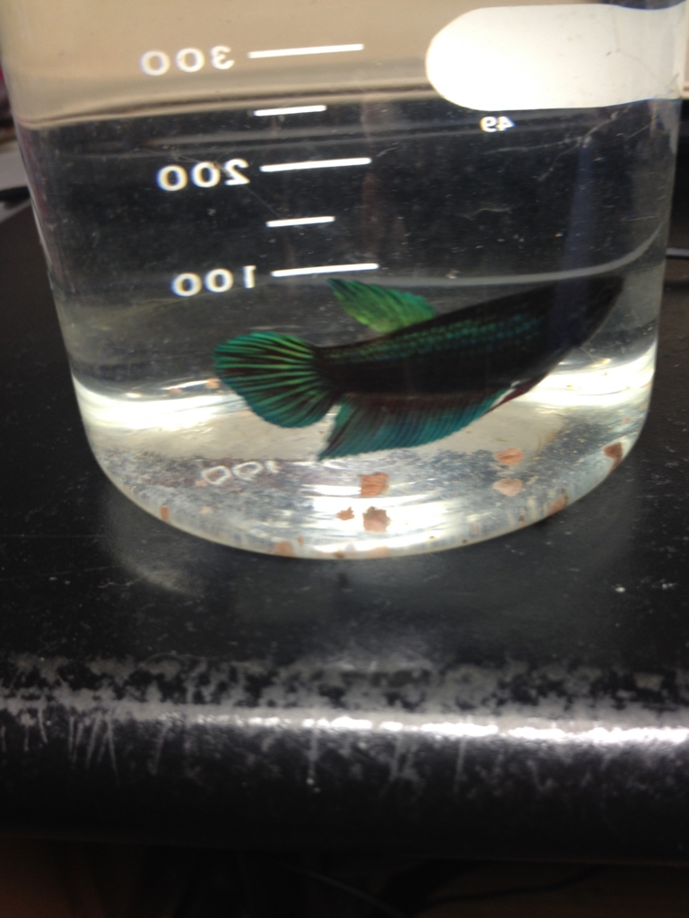 f:id:yamato1111:20160226172702j:plain f:id:yamato1111:20160226172702j:plain