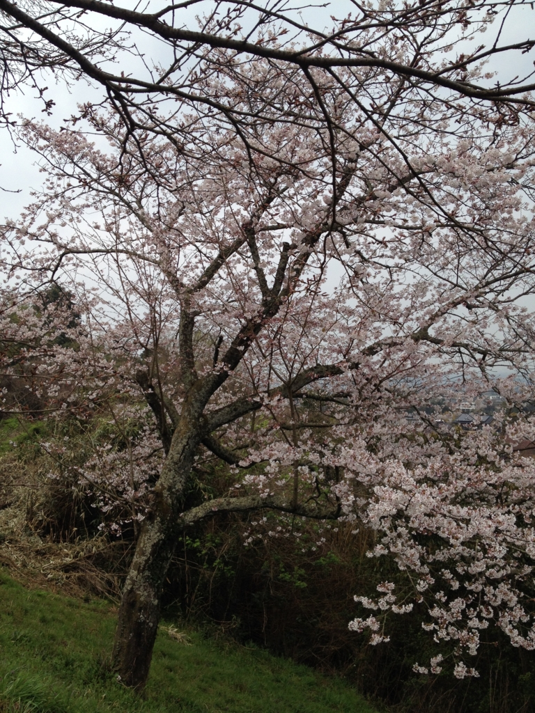 f:id:yamato1111:20160330163451j:plain f:id:yamato1111:20160330163451j:plain