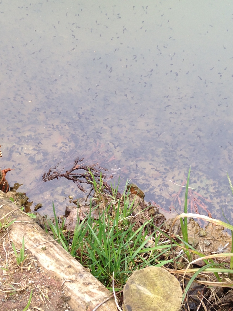 f:id:yamato1111:20160330164124j:plain