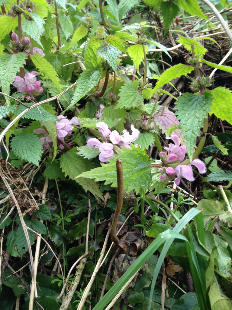 f:id:yamato1111:20160330164313j:plain f:id:yamato1111:20160330164313j:plain