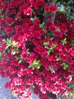 f:id:yamato1111:20160427074646j:plain f:id:yamato1111:20160427074646j:plain