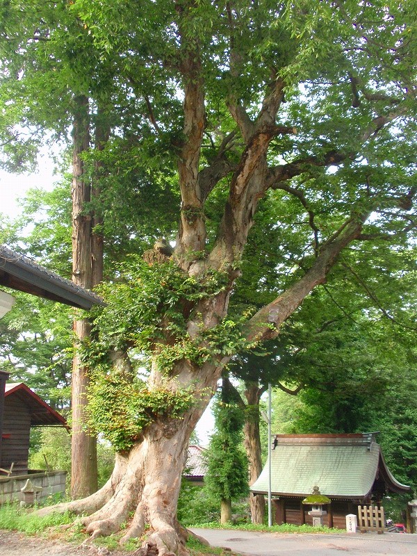 f:id:yamatsutsuji:20110115234655j:image