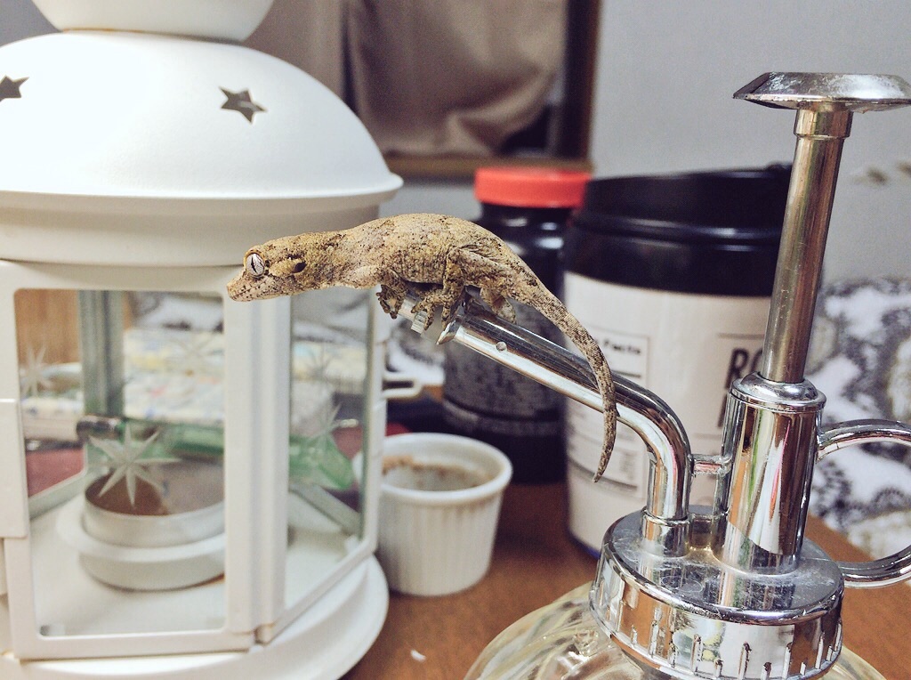 f:id:yamopeta:20151120193746j:image f:id:yamopeta:20151120193746j:image