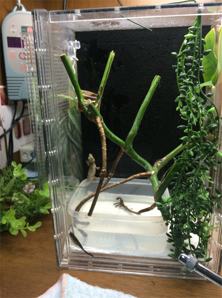 f:id:yamopeta:20151121022557j:image f:id:yamopeta:20151121022557j:image