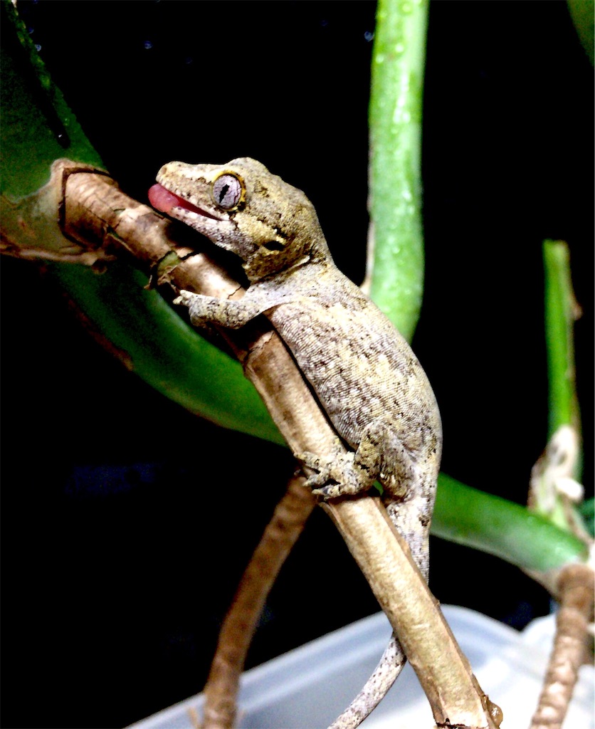 f:id:yamopeta:20151121022725j:image f:id:yamopeta:20151121022725j:image