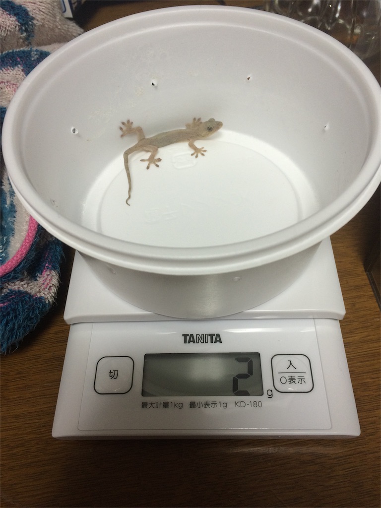 f:id:yamopeta:20151127193614j:image f:id:yamopeta:20151127193614j:image