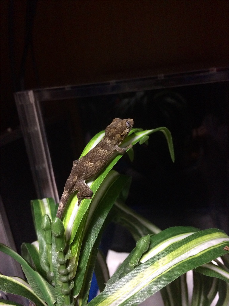 f:id:yamopeta:20151127195934j:image f:id:yamopeta:20151127195934j:image