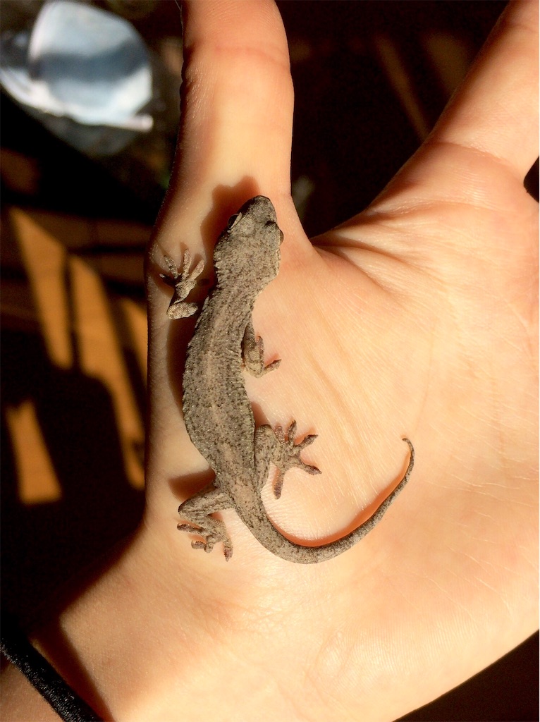 f:id:yamopeta:20151130190120j:image f:id:yamopeta:20151130190120j:image