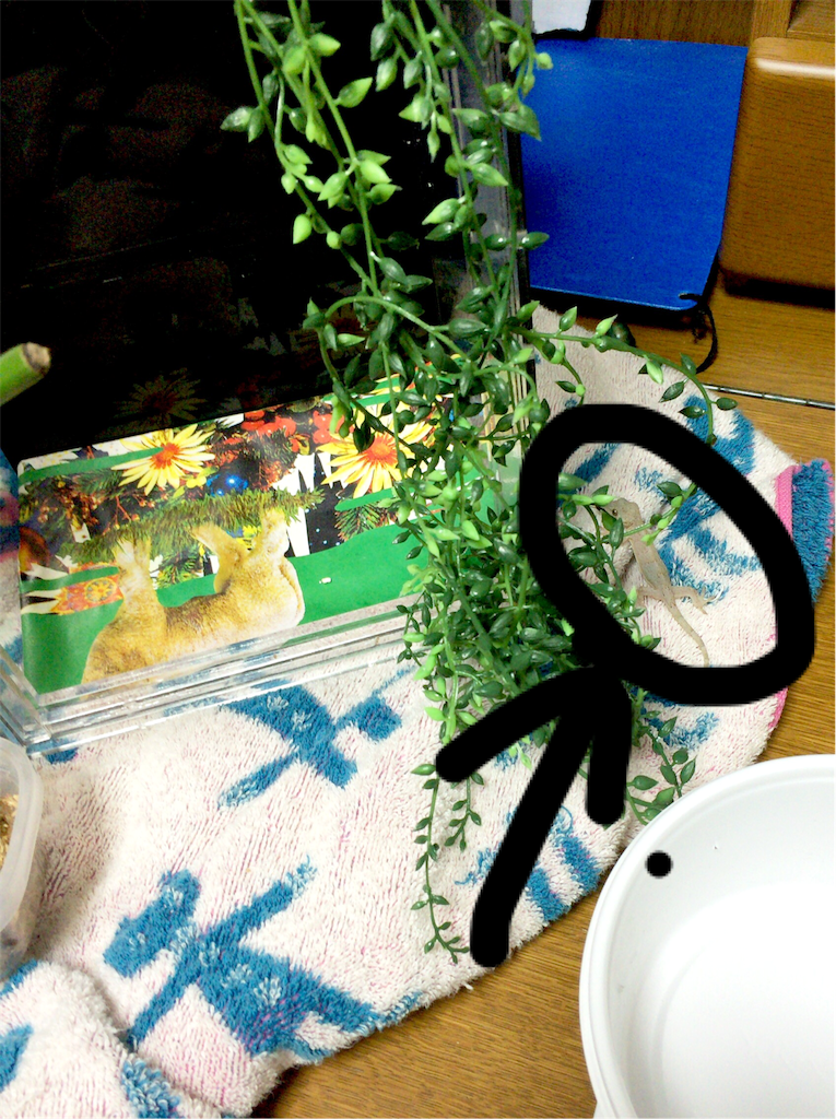 f:id:yamopeta:20151201214239p:image f:id:yamopeta:20151201214239p:image