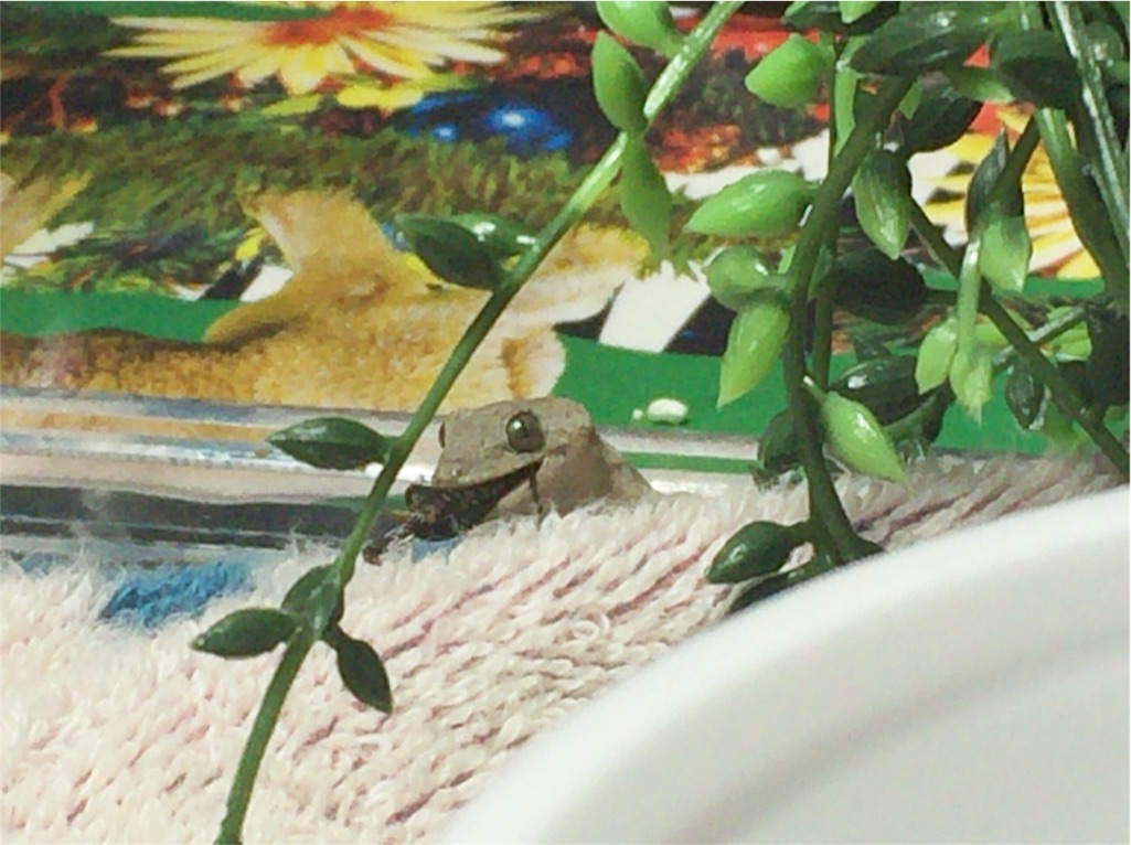 f:id:yamopeta:20151201214415j:image f:id:yamopeta:20151201214415j:image