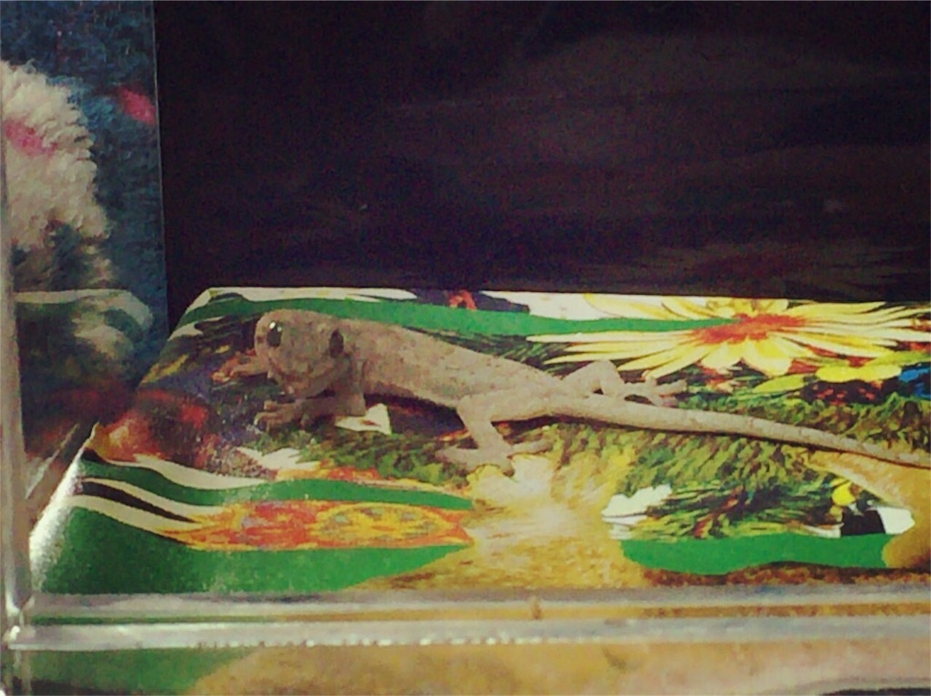 f:id:yamopeta:20151201215128j:image f:id:yamopeta:20151201215128j:image