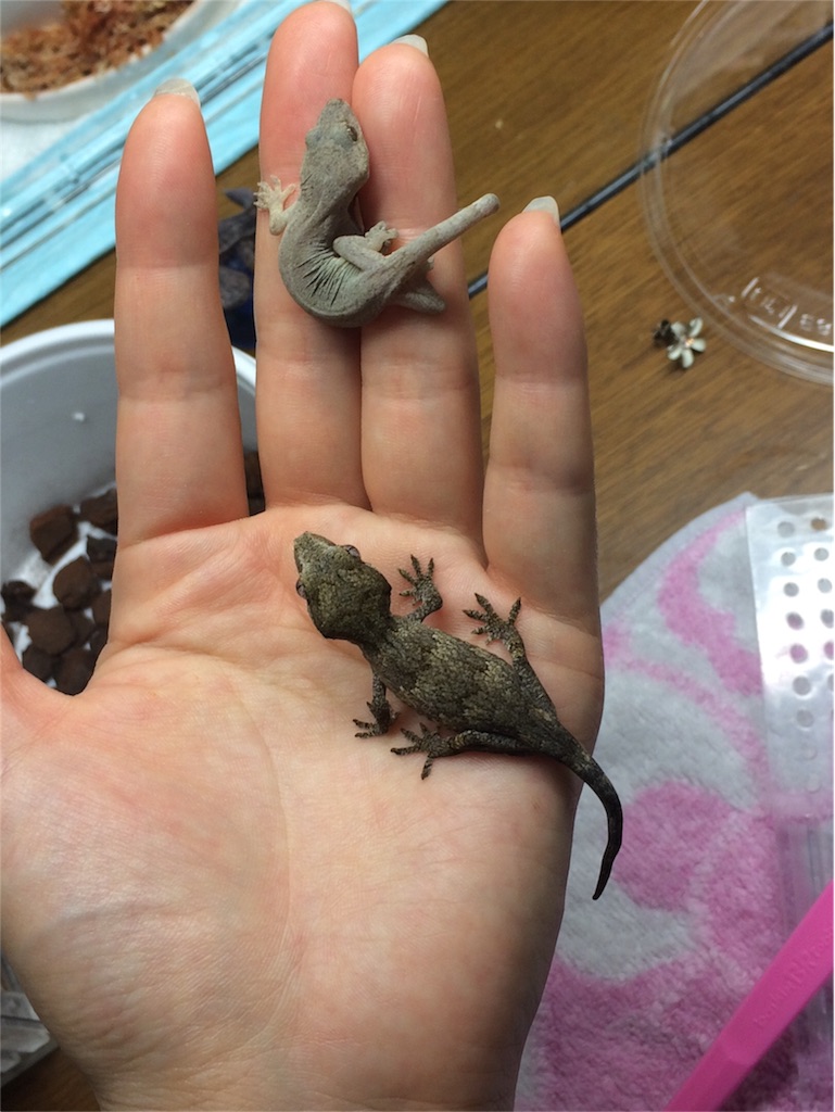 f:id:yamopeta:20151201220907j:image f:id:yamopeta:20151201220907j:image