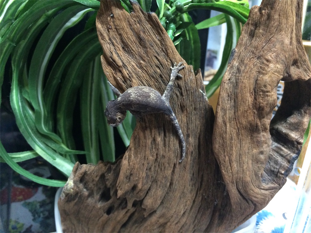 f:id:yamopeta:20151201221120j:image f:id:yamopeta:20151201221120j:image