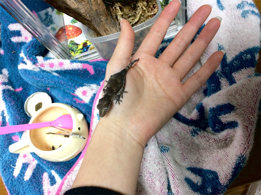 f:id:yamopeta:20151201222117j:image f:id:yamopeta:20151201222117j:image
