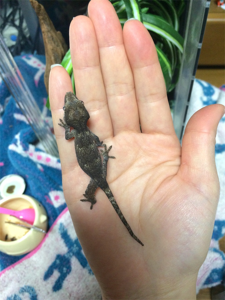 f:id:yamopeta:20151201222343j:image f:id:yamopeta:20151201222343j:image