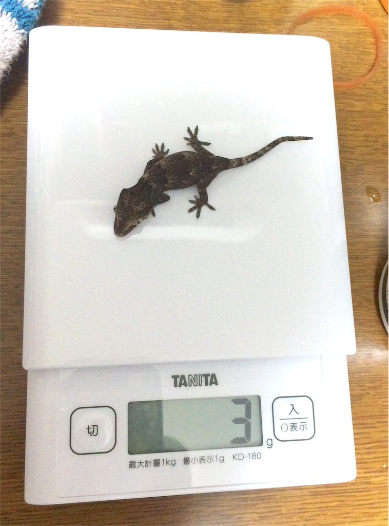 f:id:yamopeta:20151201222646j:image f:id:yamopeta:20151201222646j:image